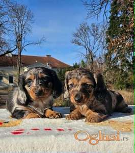 Dugodlaki jazavičar